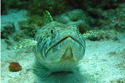 Barbados photos