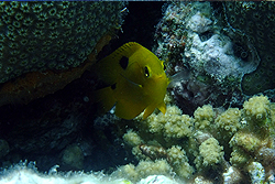 fish